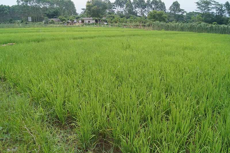 水稻种植区